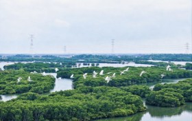 冬日限定！红树林间候鸟欢腾 中交广航局以“生态种养”启富民新程