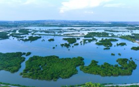 植此青绿 向海而生 —— 校企地共植红树林，绘就绿美湛江生态新篇