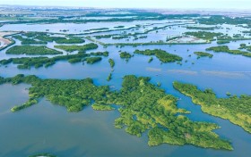 践行“两山”理念丨中交广航局以创新实践守护“国宝”红树林，绘就“绿美广东”新画卷